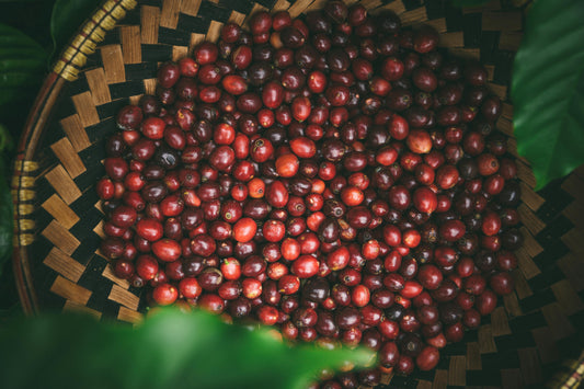 Coffee Fermentation Trends 2025