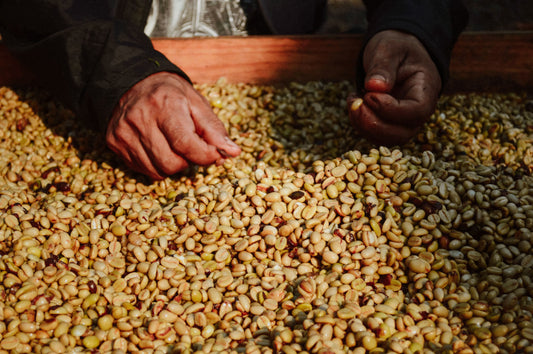 The Mount Elgon Coffee