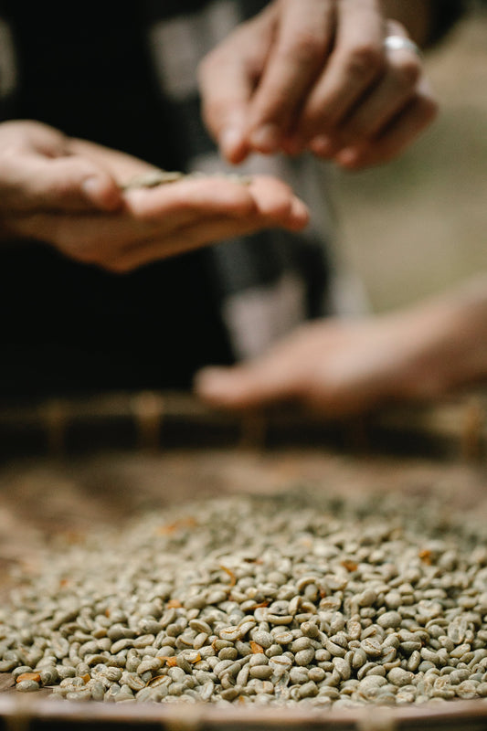 Washed Coffee Beans Process