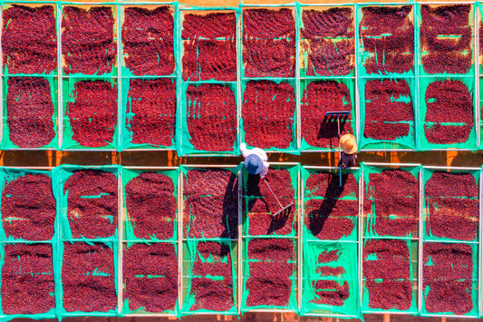 How Coffee Processing Shapes What’s in Your Cup